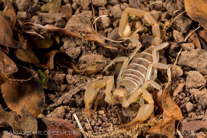 Smeringurus mesaensis - SCORPIONI