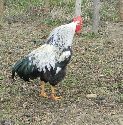 Kupa 001
