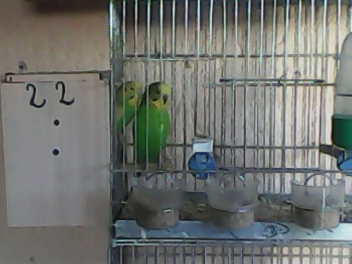 IMG00219 - Perusi