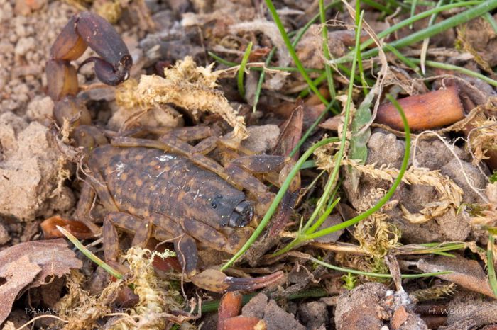 Lychas mucronatus; fam. Buthidae
