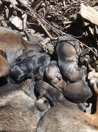 O FAMILIE DE PATRUPEZI - FERMA TIBI