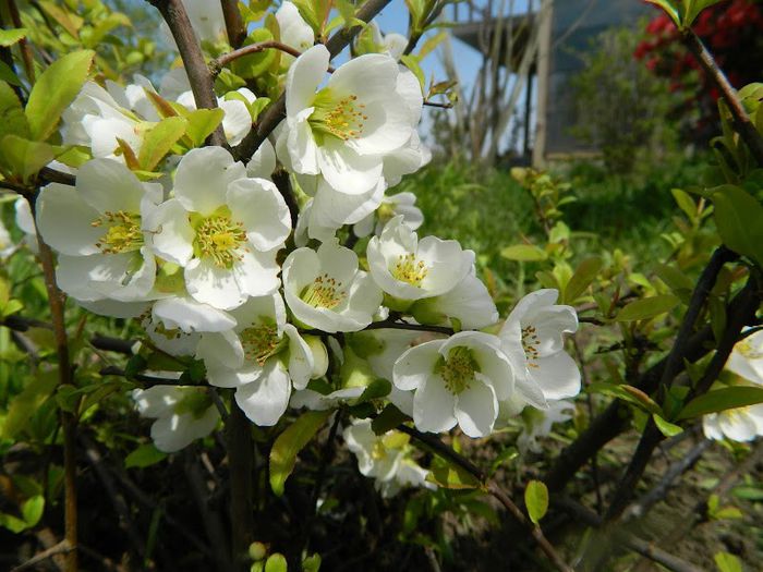 DSCN2411 - flori