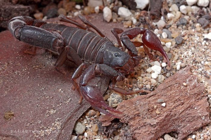 Caraboctonus keyserlingi; fam. Caraboctonidae
