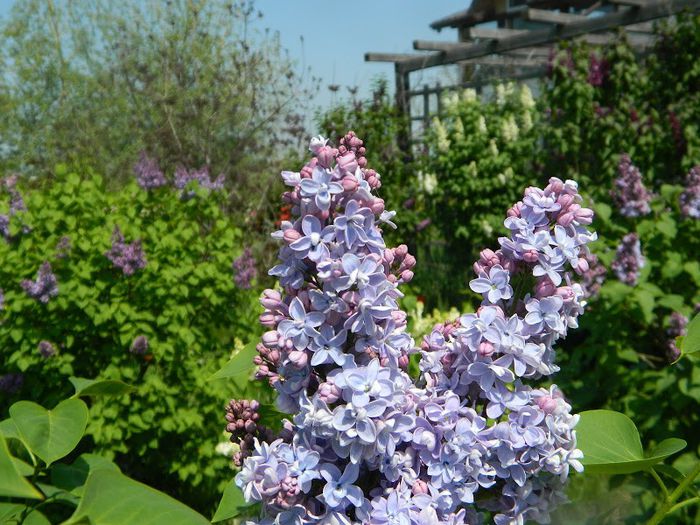 DSCN2737 (1) - flori