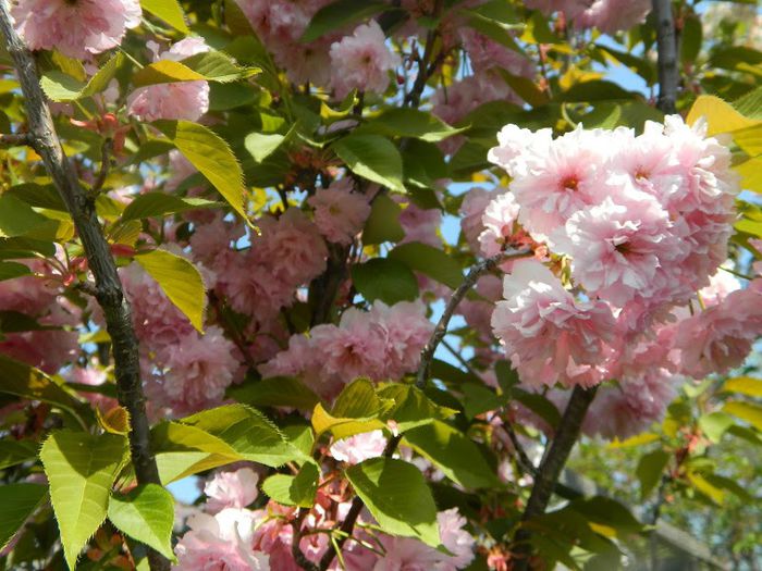 DSCN2746 - flori