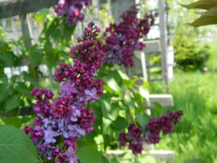 DSCN2748 - flori