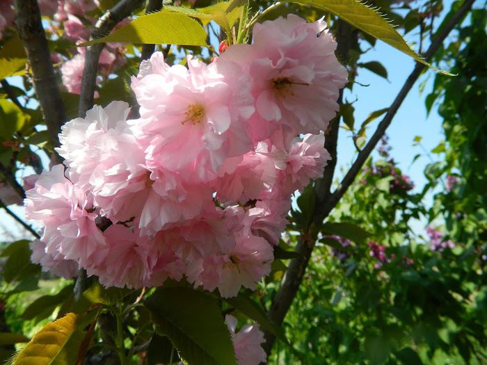 DSCN2763 - flori
