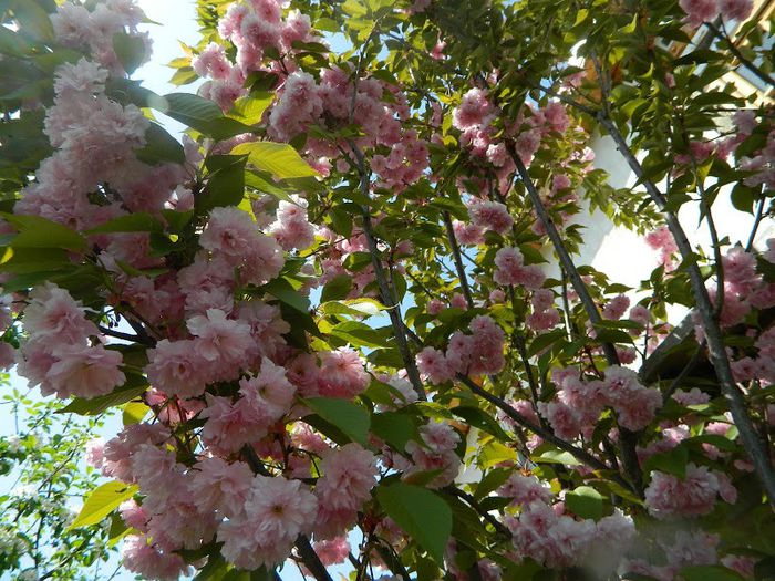 DSCN2768 - flori