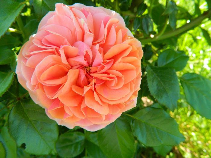DSCN3901 - flori