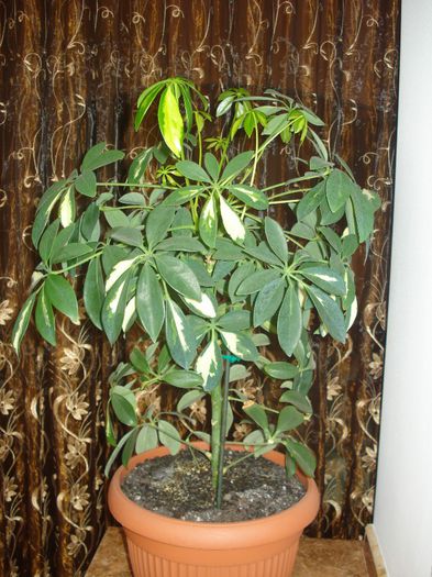 09.03.2014 - flori - Schefflera arboricola