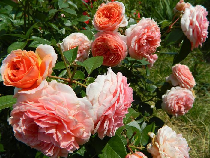 DSCN4793 - flori