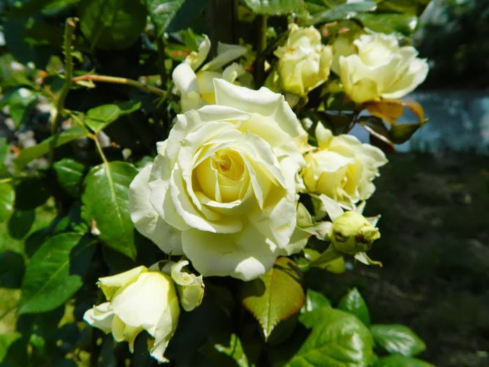 DSCN4846 - flori