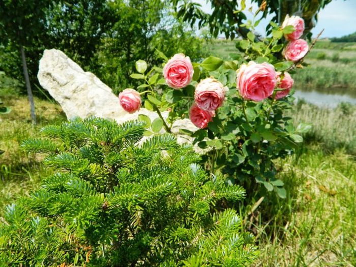 DSCN4877 - flori