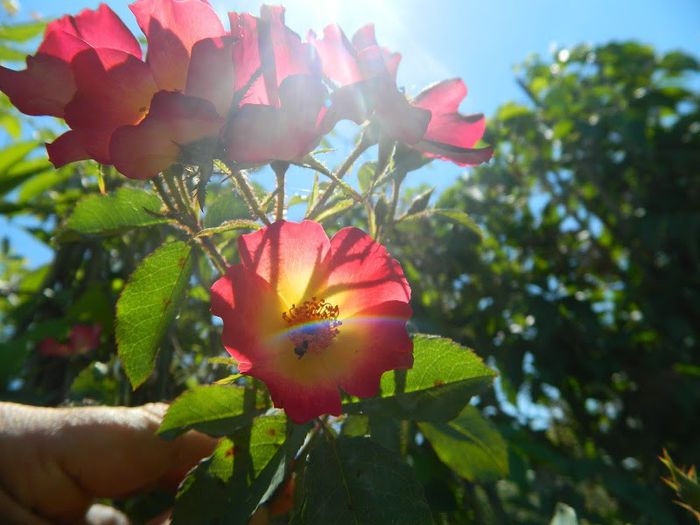 DSCN5272 - flori