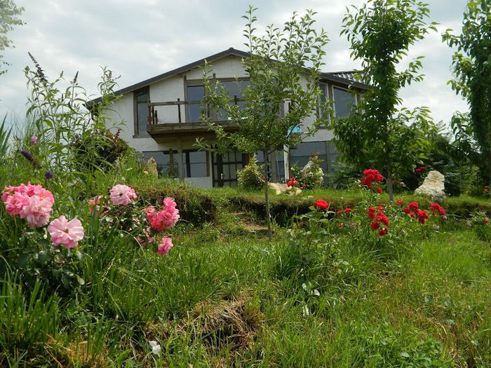 DSCN6475 - flori