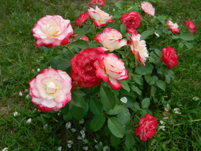 DSCN6931 - flori