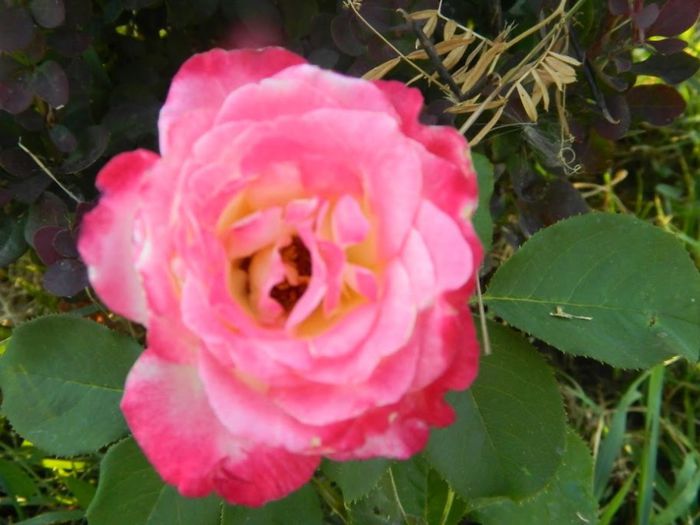 DSCN7754 - flori