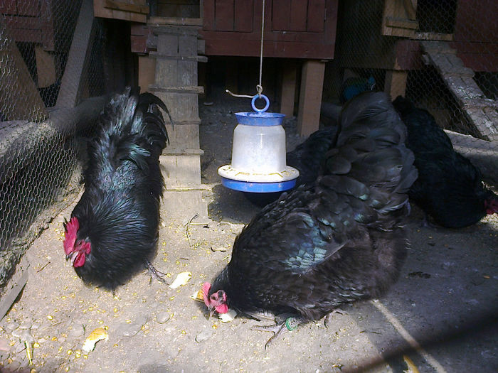 cfr 026 - 03 AUSTRALORP negru