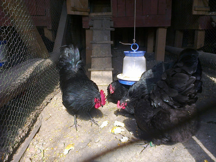 cfr 027 - 03 AUSTRALORP negru