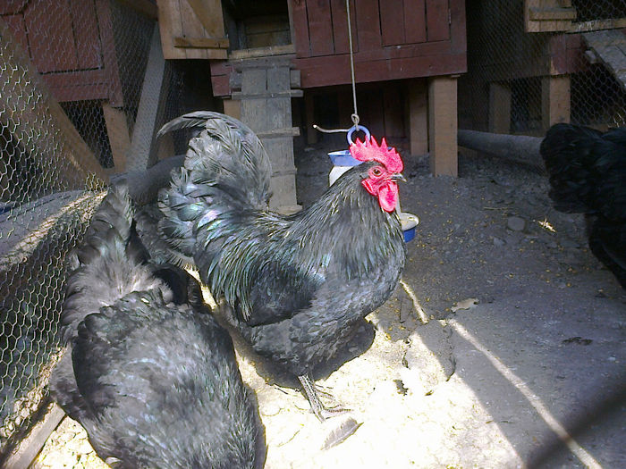 cfr 031 - 03 AUSTRALORP negru