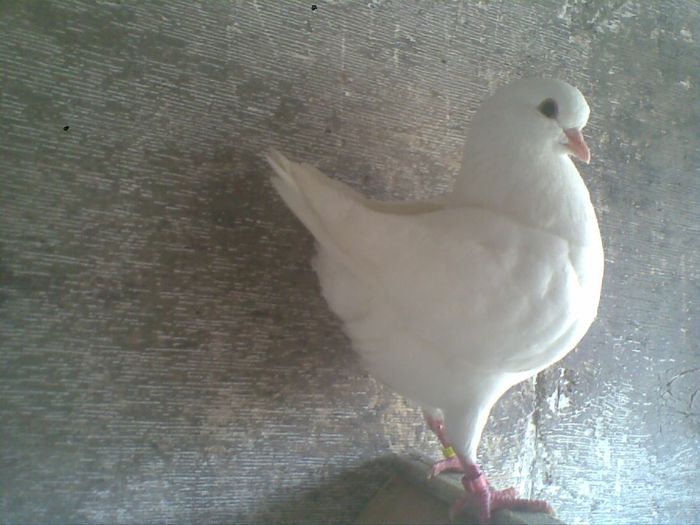 09032014(010) - Kingi