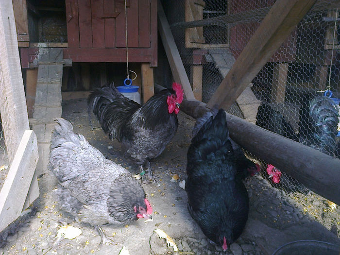 cfr 028 - 03 AUSTRALORP ALBASTRU