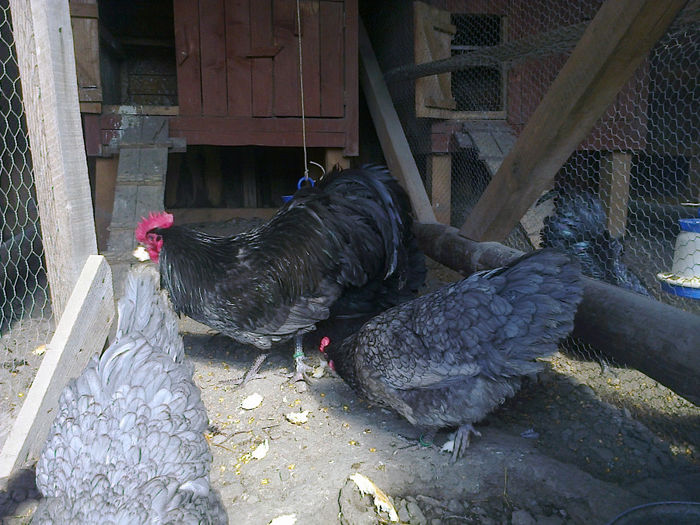 cfr 029 - 03 AUSTRALORP ALBASTRU