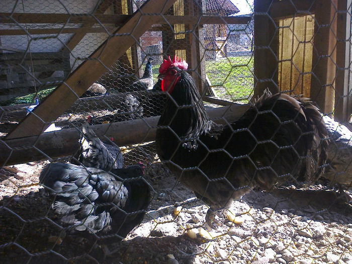 cfr 032 - 03 AUSTRALORP ALBASTRU