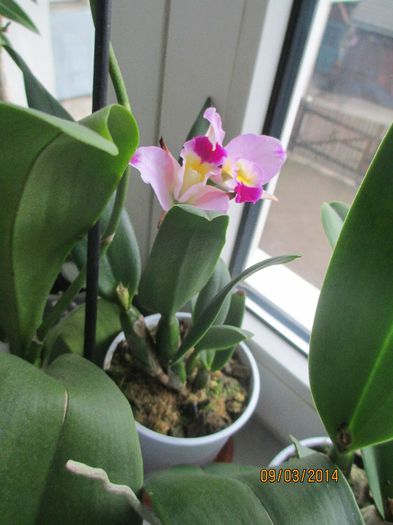 cattleya roz deschis