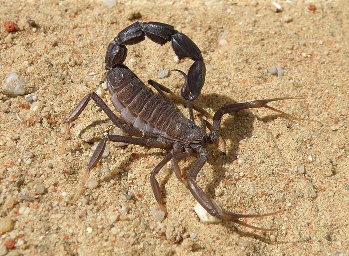 Androctonus bicolor; fam. Buthidae
