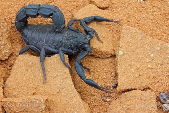 Androctonus mauritanicus; fam. Buthidae
