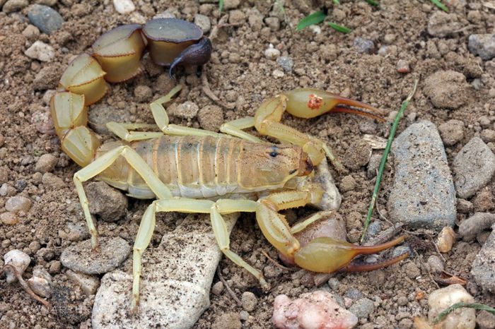 Androctonus australis; fam. Buthidae
