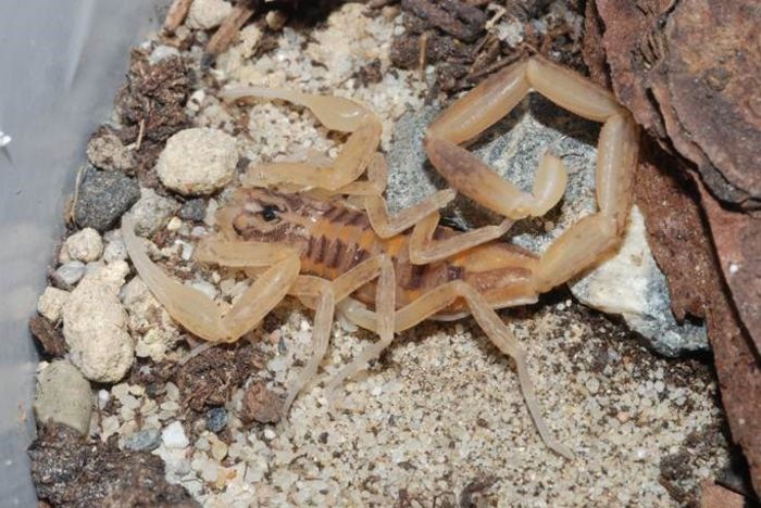 Centruroides balsasensis; fam. Buthidae
