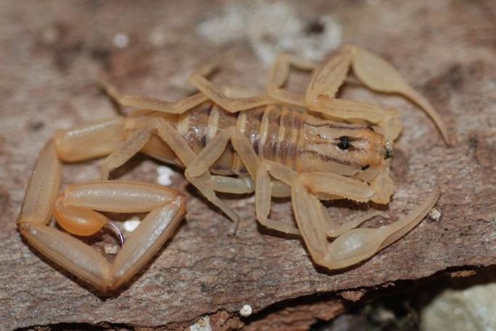Centruroides elegans; fam. Buthidae
