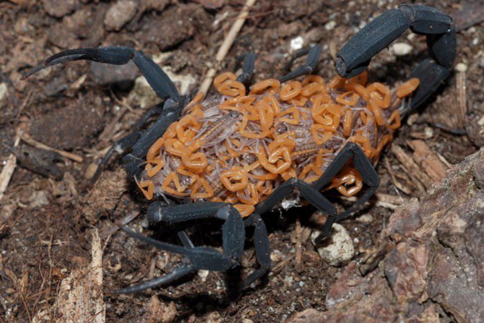 Centruroides nigrescens-femela cu pui; fam. Buthidae
