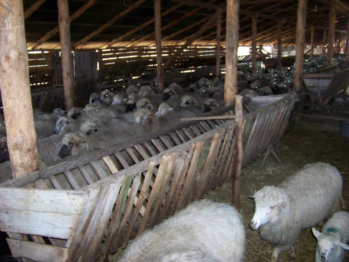 poze noi 261 - ferma mea