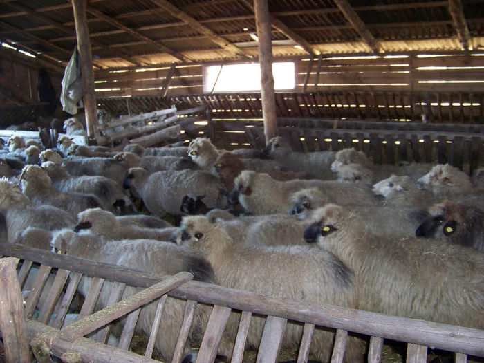 poze noi 262 - ferma mea