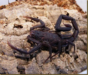 Centruroides nigrescens; fam. Buthidae
