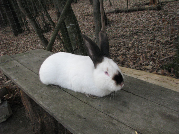 IMG_4944 - Urias de Transilvania mascul nr-2