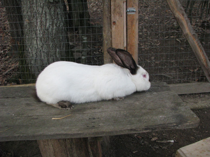 IMG_4945 - Urias de Transilvania mascul nr-2