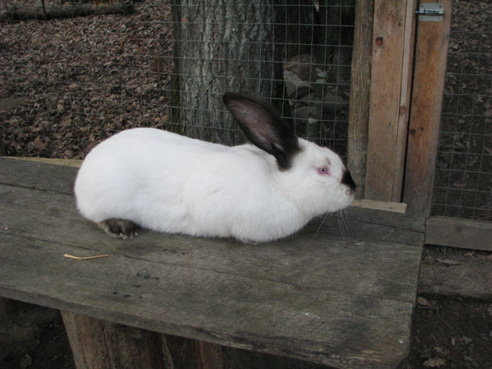 IMG_4946 - Urias de Transilvania mascul nr-2