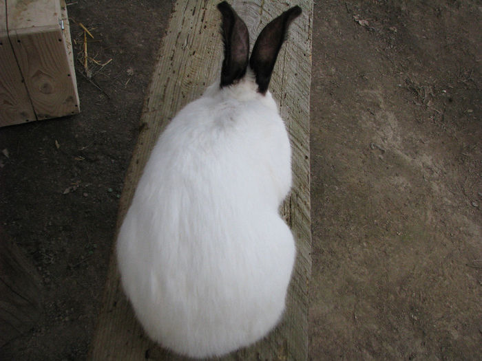 IMG_4949 - Urias de Transilvania mascul nr-2