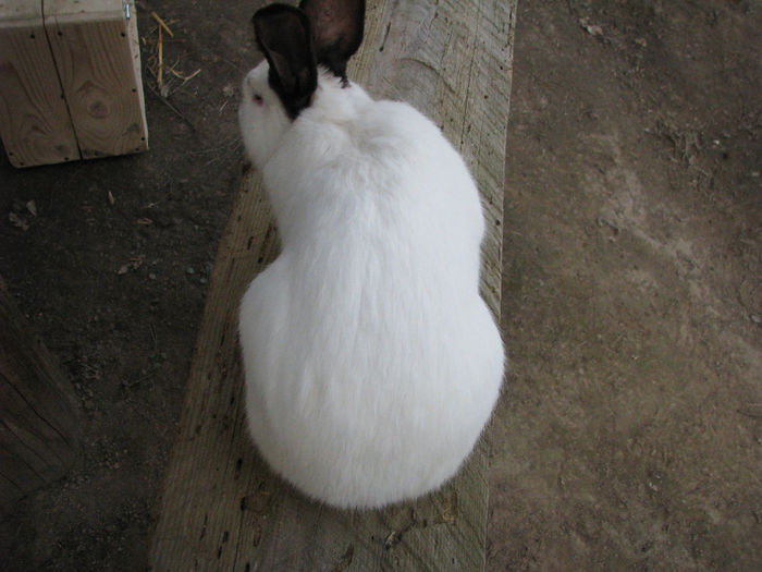 IMG_4950 - Urias de Transilvania mascul nr-2