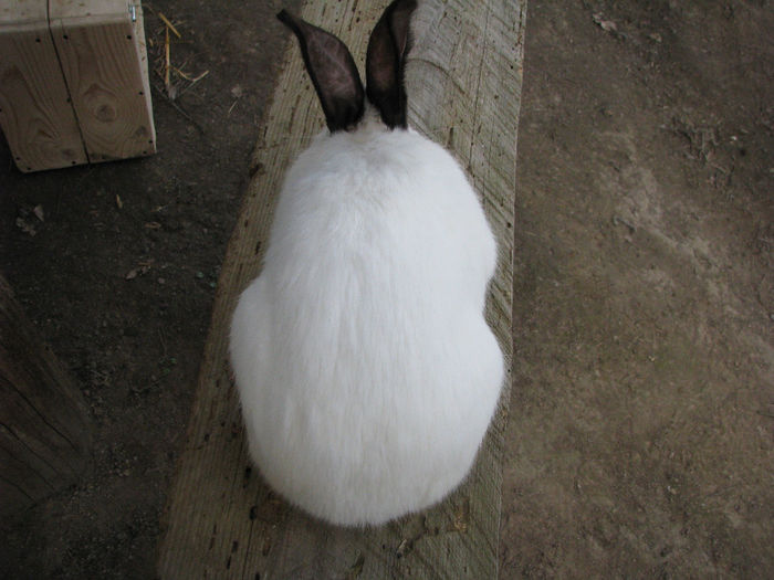 IMG_4951 - Urias de Transilvania mascul nr-2