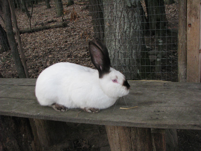 IMG_4952 - Urias de Transilvania mascul nr-2