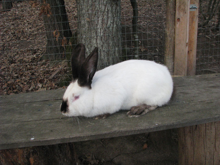 IMG_4953 - Urias de Transilvania mascul nr-2