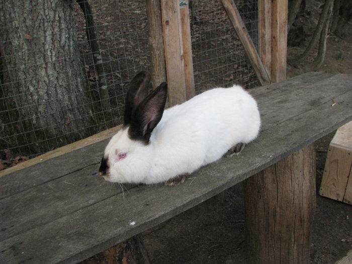 IMG_4955 - Urias de Transilvania mascul nr-2