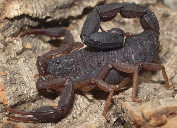 Centruroides margaritatus; fam. Buthidae
