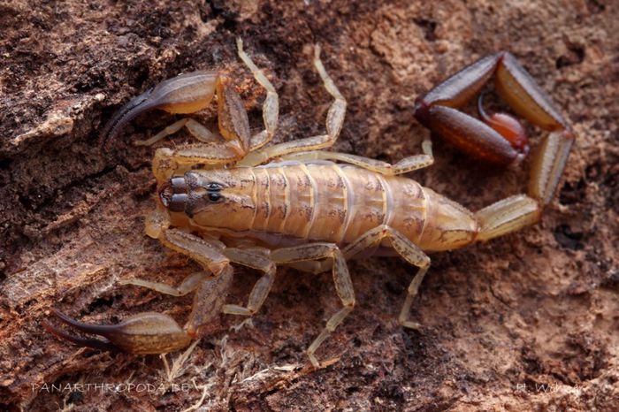 Centruroides nitidus; fam. Buthidae
