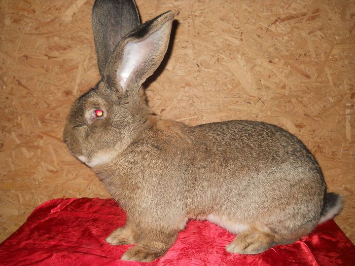 DSCN8899 - Mascul Urias German nr2